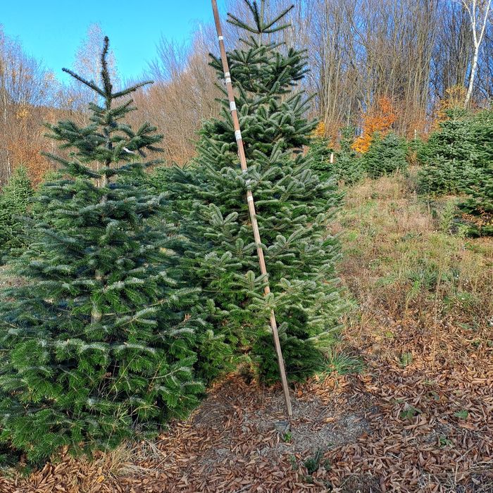 Vand Brazi de Craciun din plantatie propriee