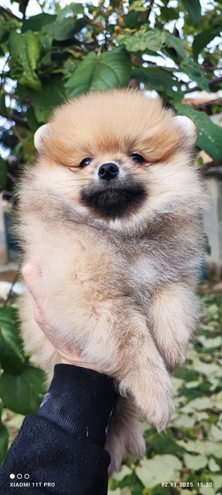 Померан померанче