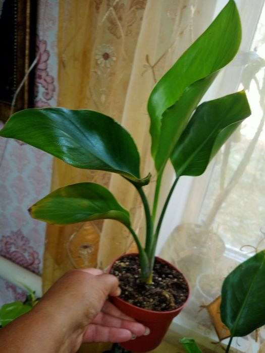 Продам комнатные растения