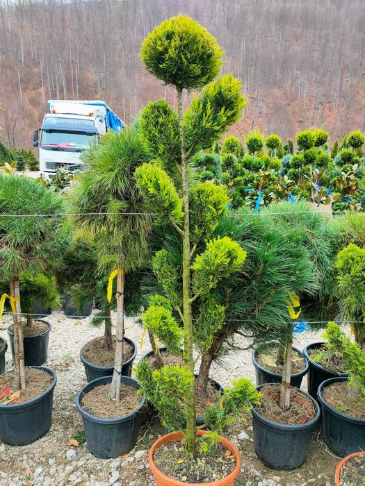 Pon Pom Chiparos  Leylandii