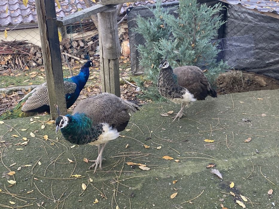 Vand pui pauni din 2024 si 2025