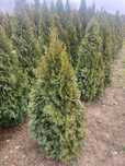 Plante ornamentale tuia leylandii,smarald măslini