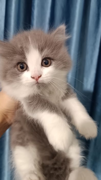 Продаётся котёнок скотиш страйт девочка