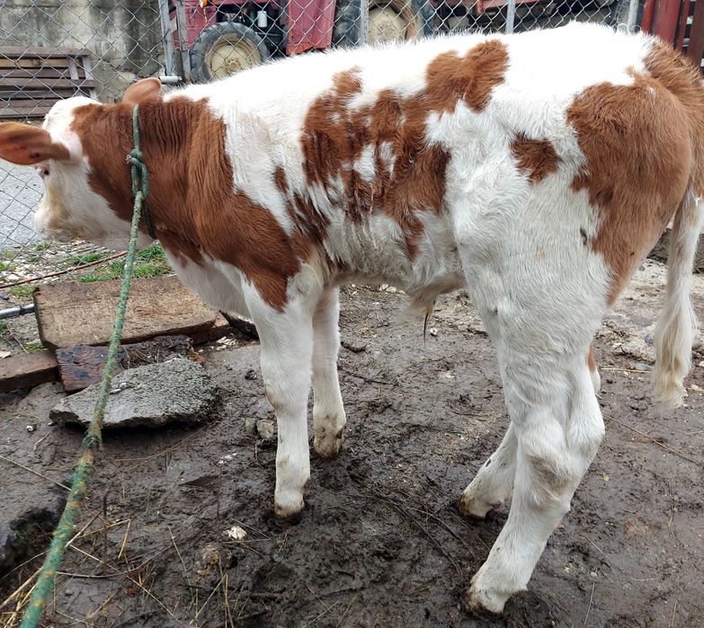 Vând vițel de lapte.