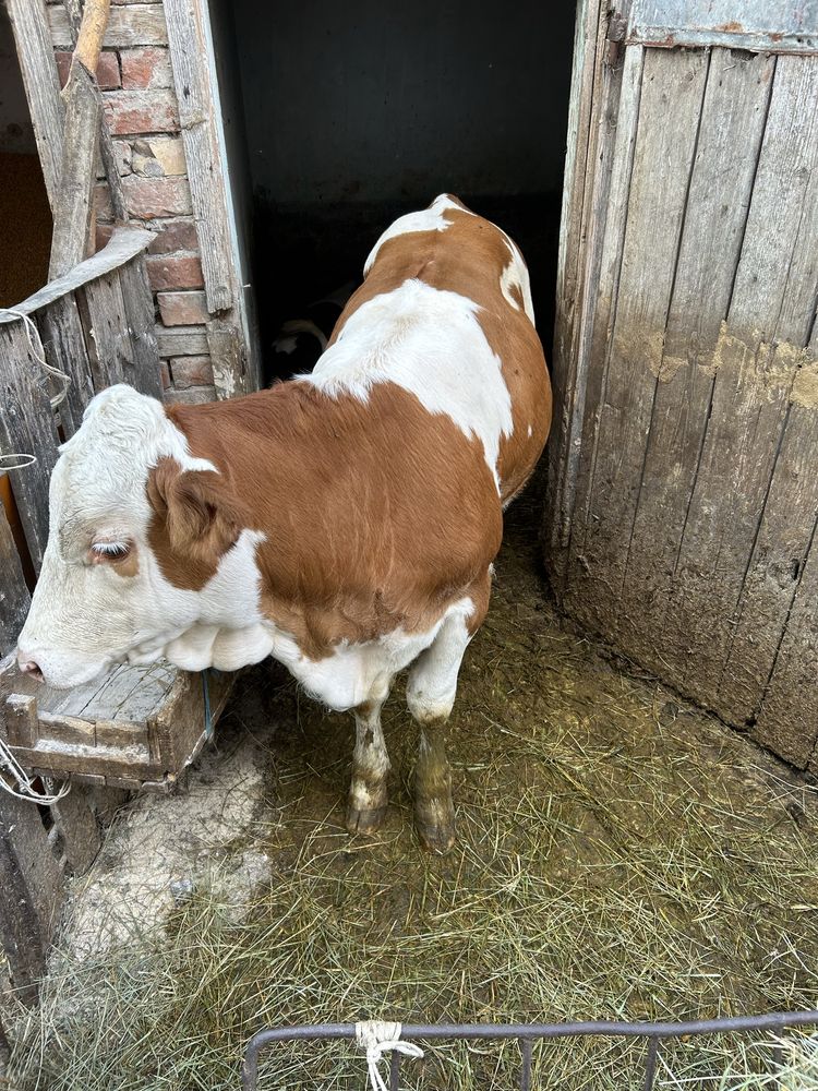 Vand vaca si vitei