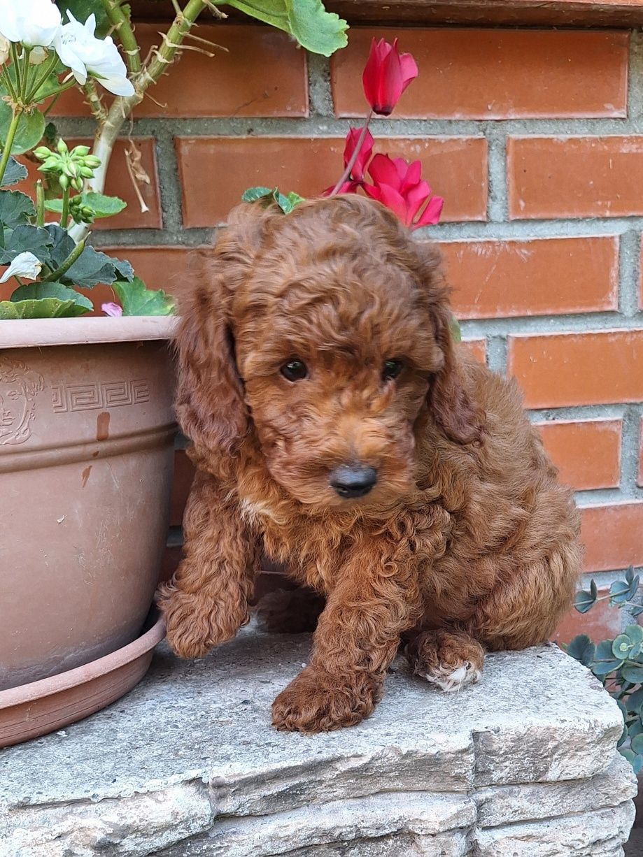 Pudel/caniche pitic