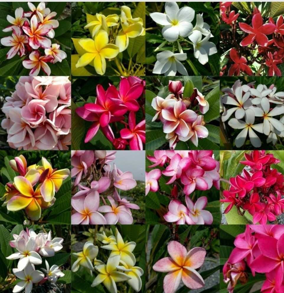 Seminte de plumeria si adenium