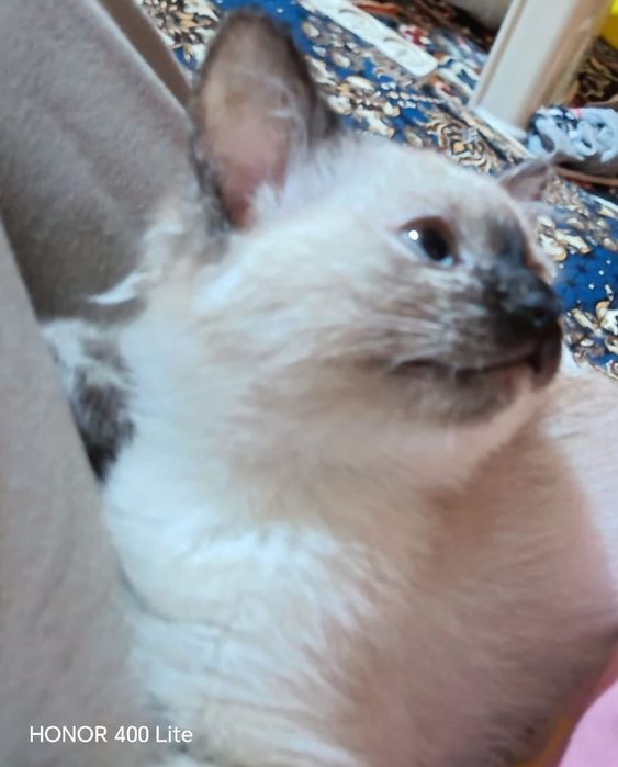 Продаётся кошка Сияамский.