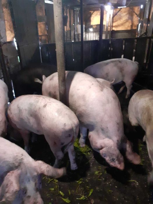 Продавам домашни прасета 120-200 кг