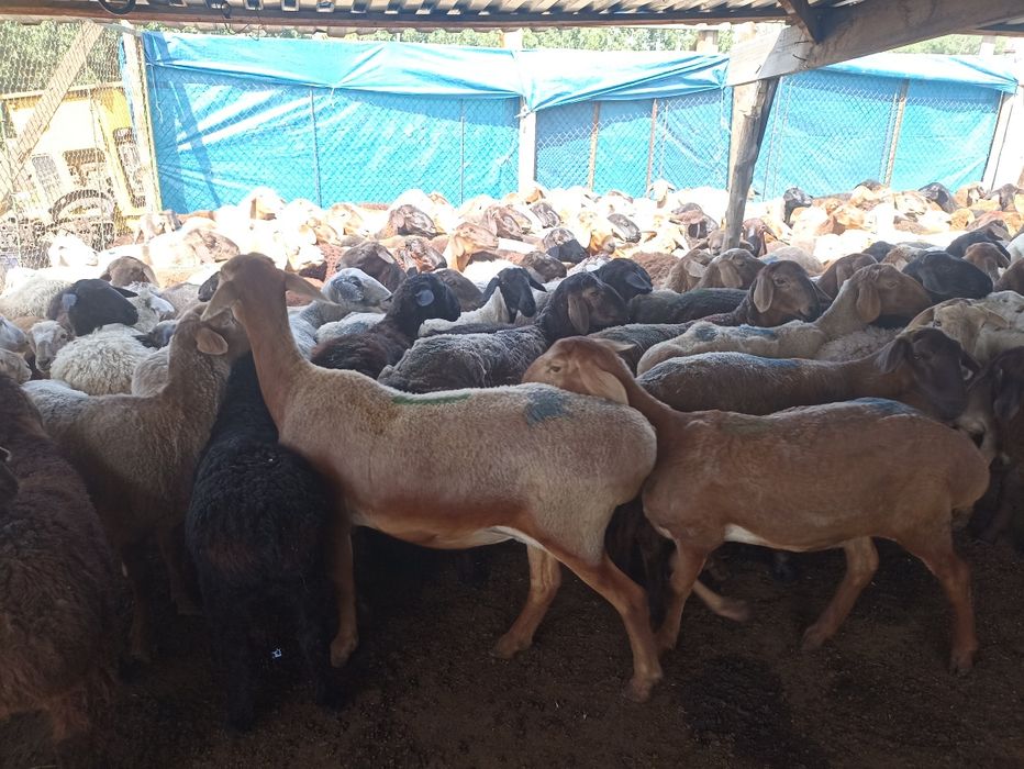 Кой кой  токты козы сек марка