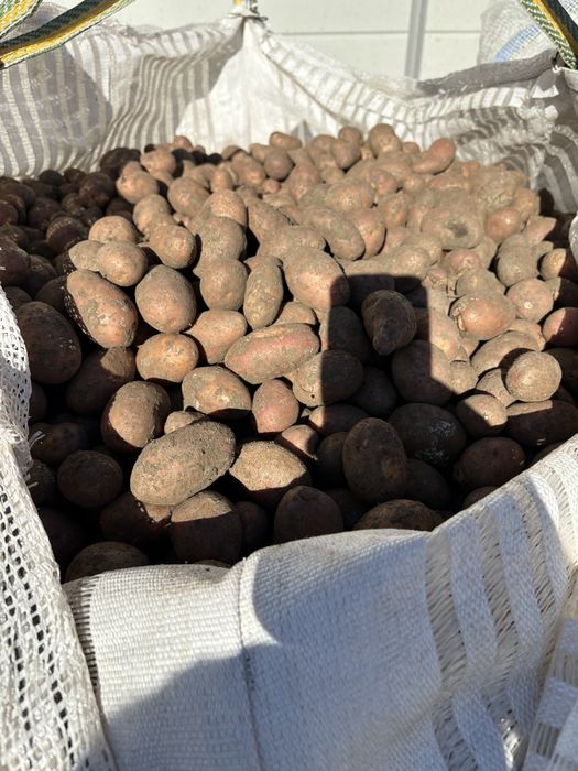 Cartofi samanta /animale