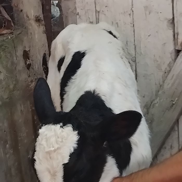 Vand un tauras baltat