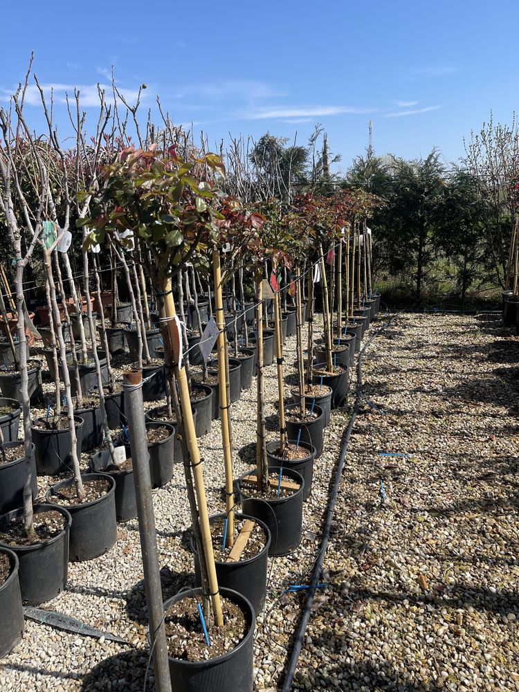 Photinia magnolii leylandi