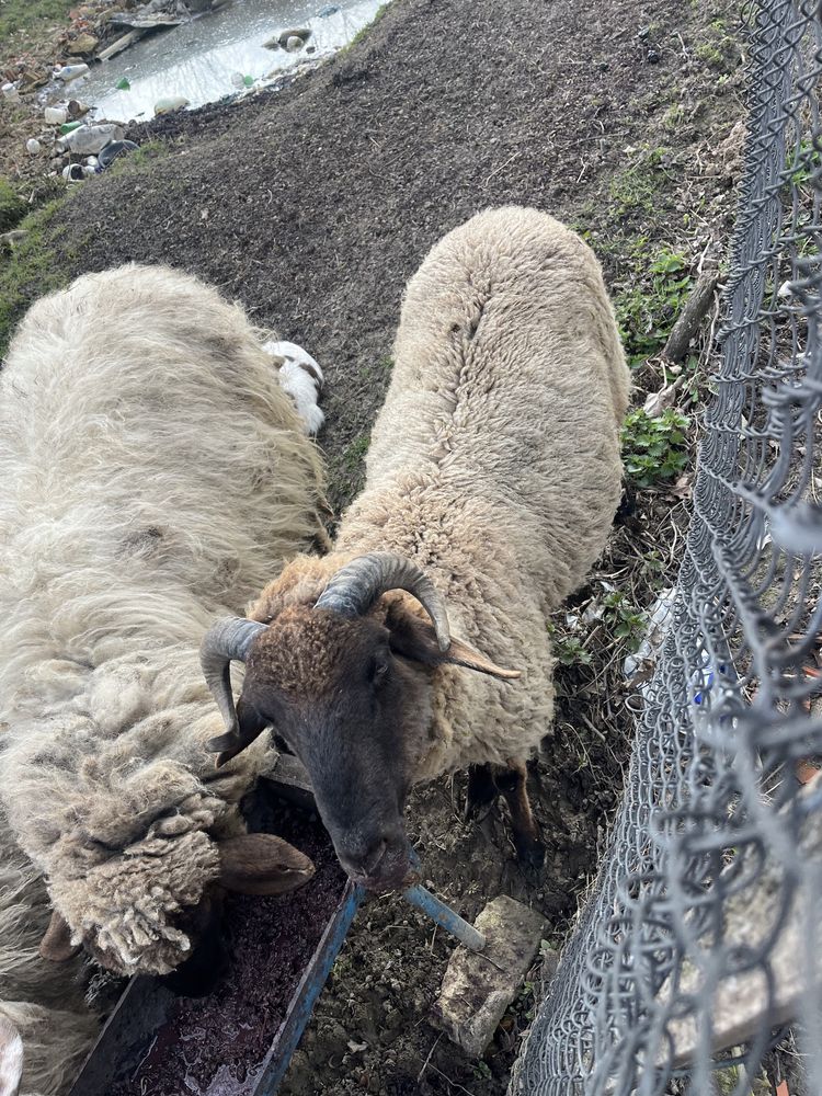 Vand Berbecut sau schimb cu mieluta merinos