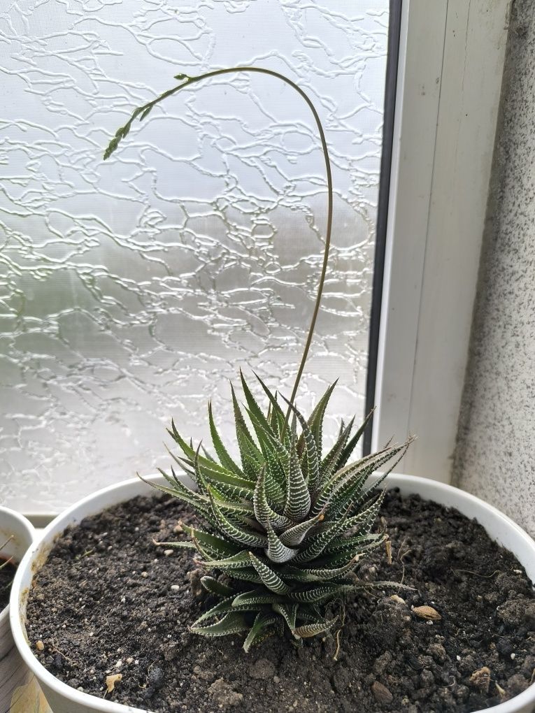 Хавортия - Haworthiopsis attenuata
