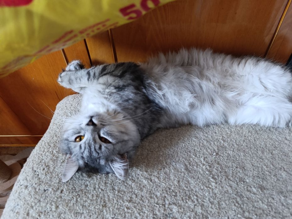 Отдам котенка шотландский