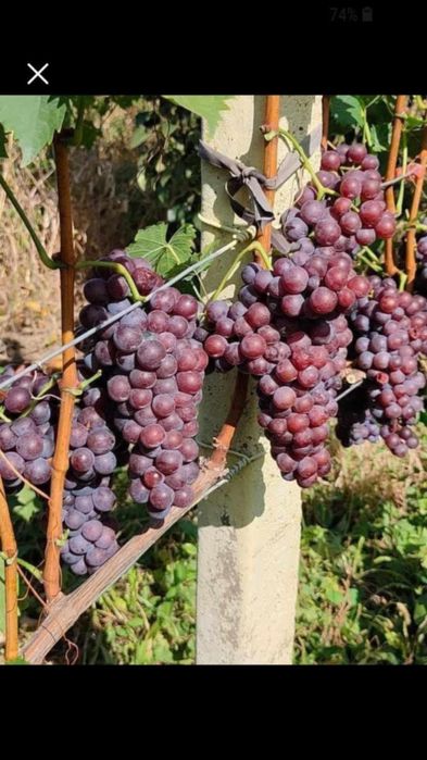 Butasi de vita de vie de anul 3