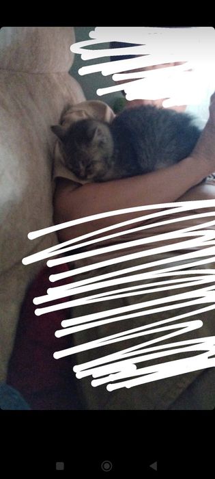 Отдам бесплатно котенка в добрые руки