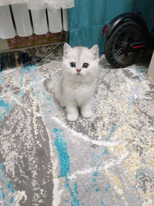 Продаётся британский котёнок мальчик