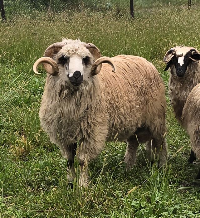 Vând Berbec                         .