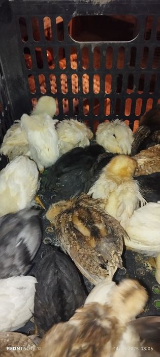 Жужалар 1 ва 1,5 ойлик