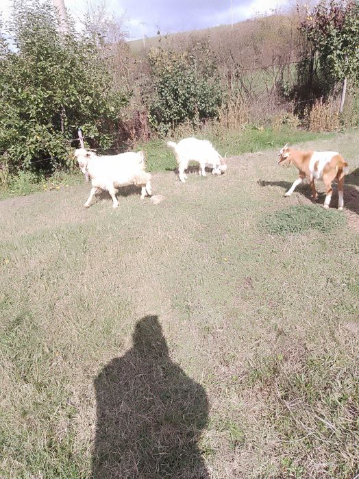 Vind Tapi , reproductie s-au sacrificare