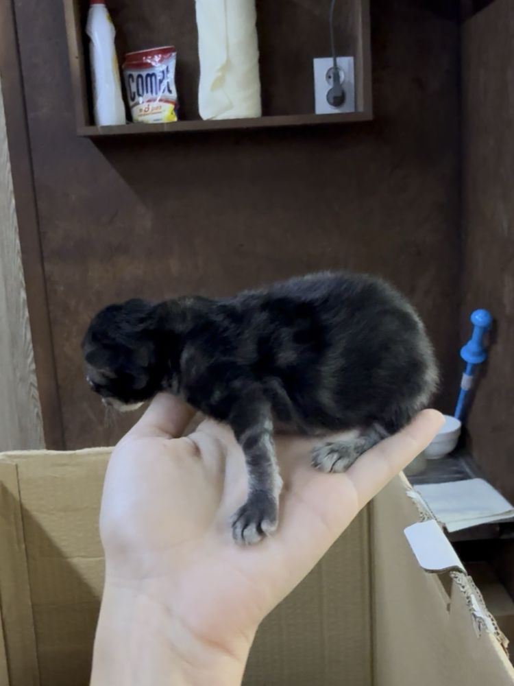 Отдам котенка , котят, кошку