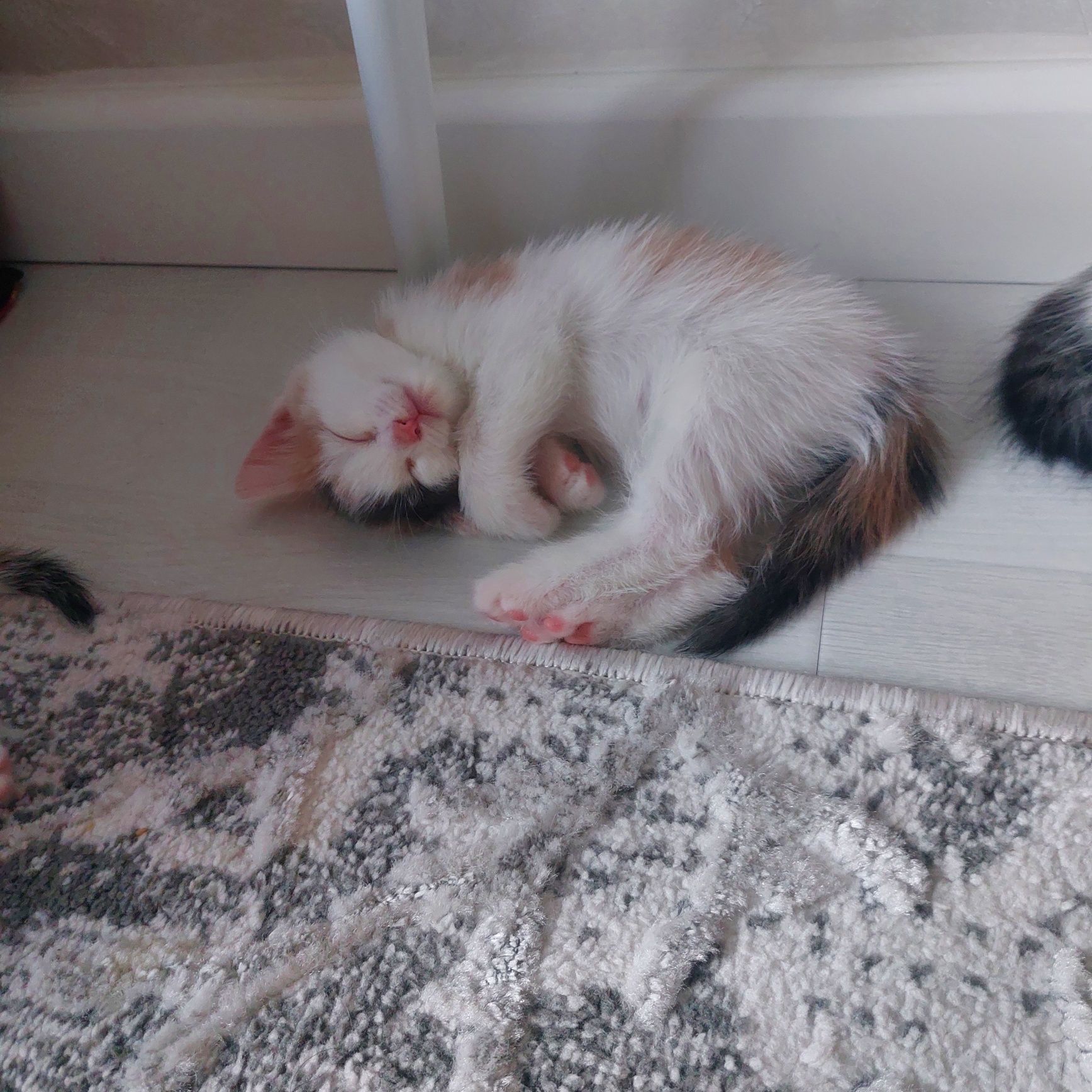 отдам даром  котят  / кошку
