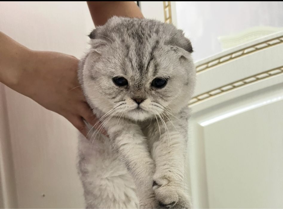 Шотландский вилоухий