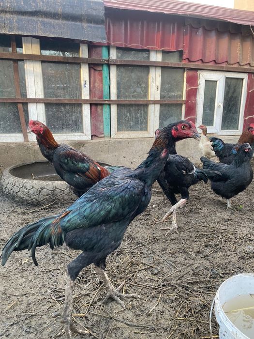 Дакан петух шамо