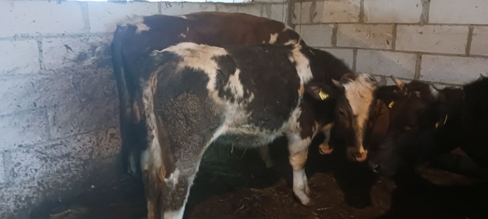 Junica  si taur de monta sau sacrificat