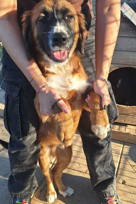pentru adoptie- Ares isi cauta familia!