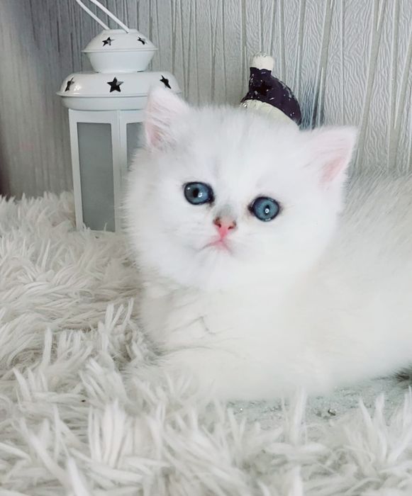 Продам котят Британской Серебристый Шиншиллы
