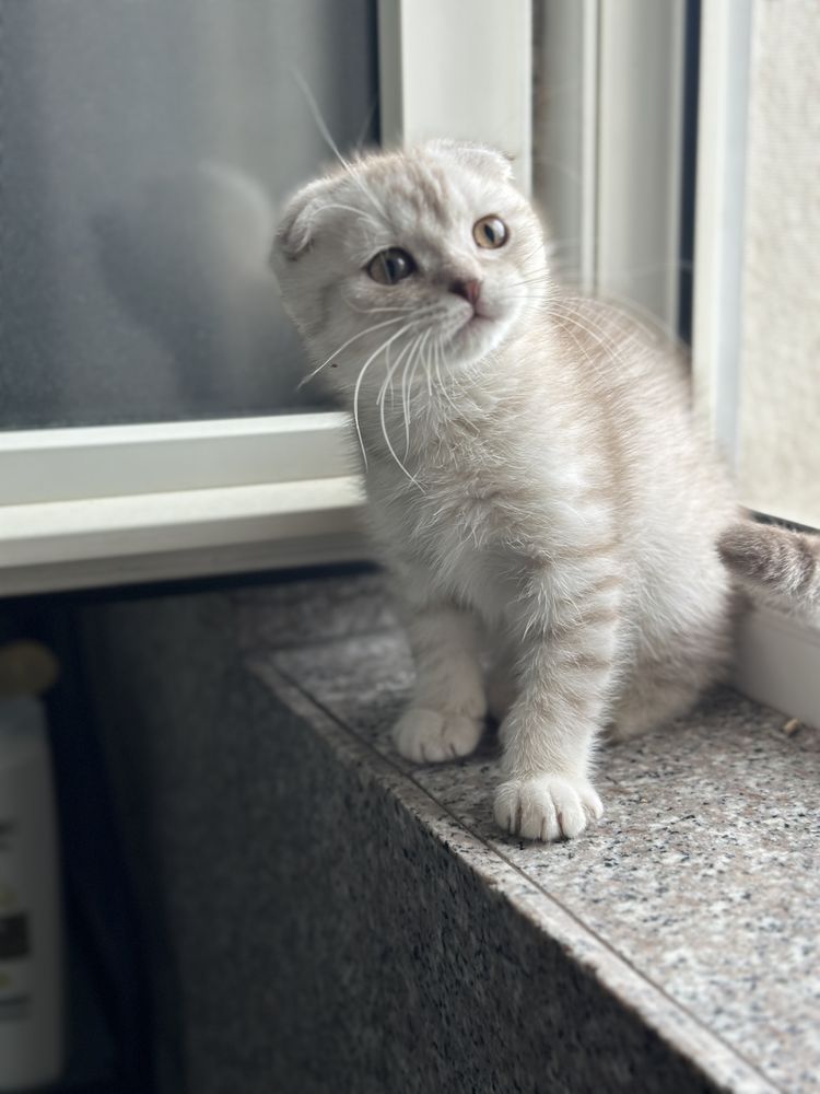 British si Scotish shorthair
