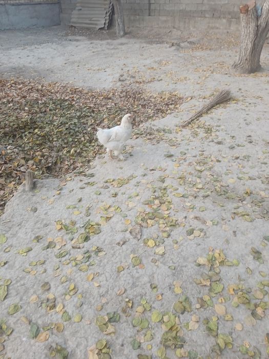 Домашние животные товуклар