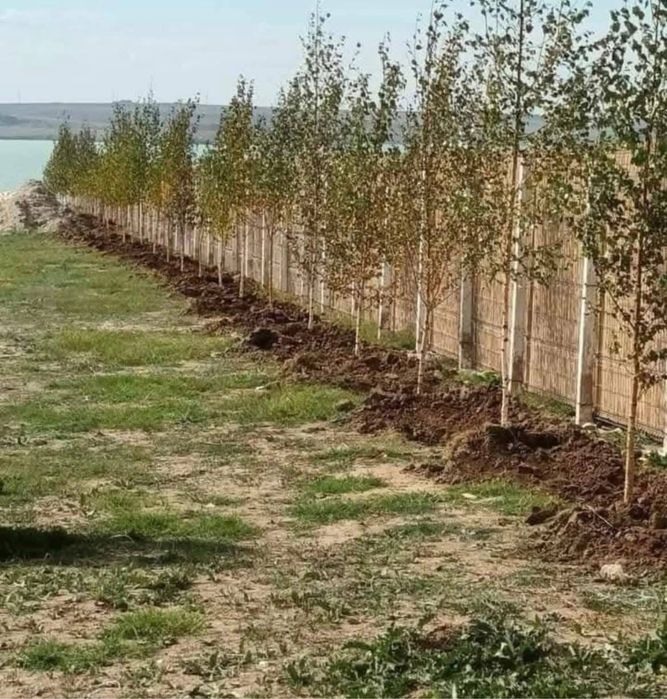 Mesteacan alb diferite inaltimi