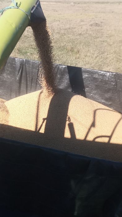 Soia de vânzare,  boabe