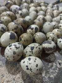 Oua prepelițe (Siret,mănăstioara,Pădureni)