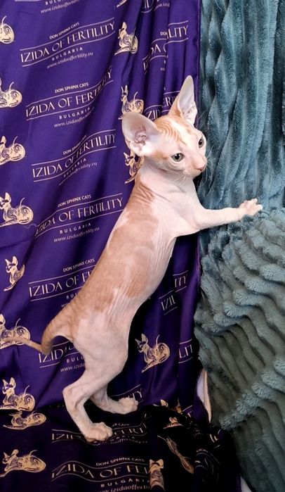 Донски Сфинкс чистокръвно момиченце