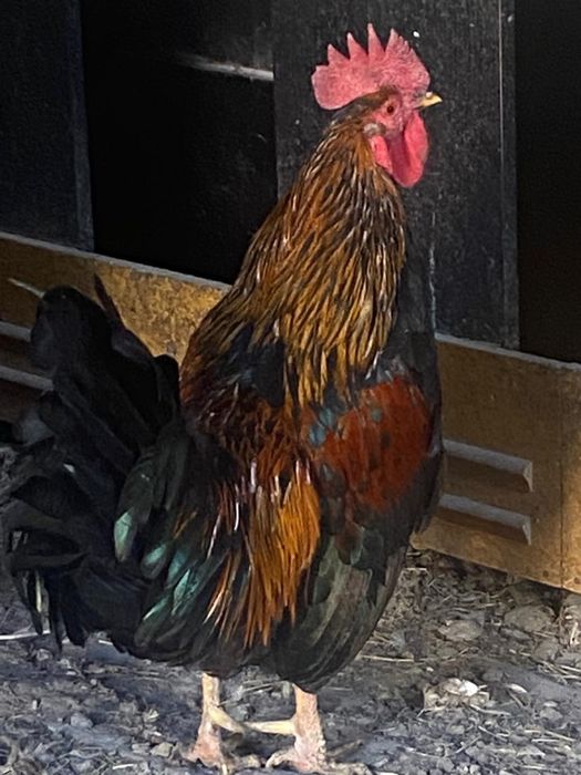 Продам петуха, 1,5 года