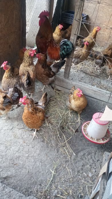 Продам.     продам