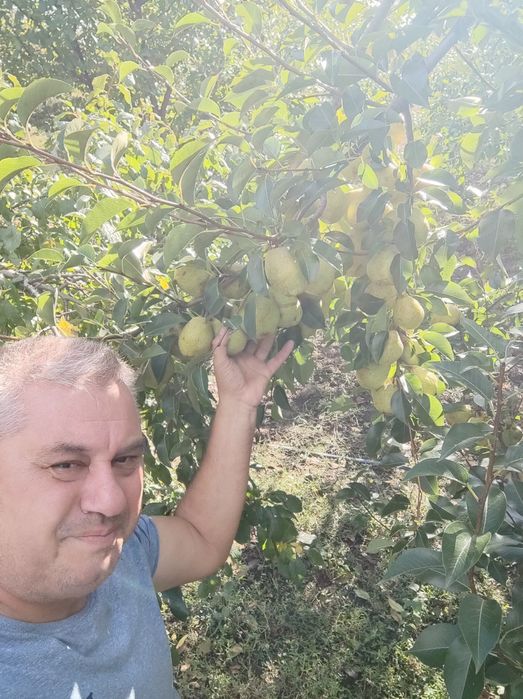 Vând Mere și Pere din plantația proprie