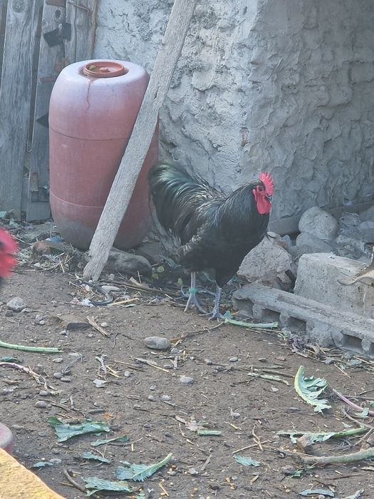 Cocosi Australorp negru si albastru