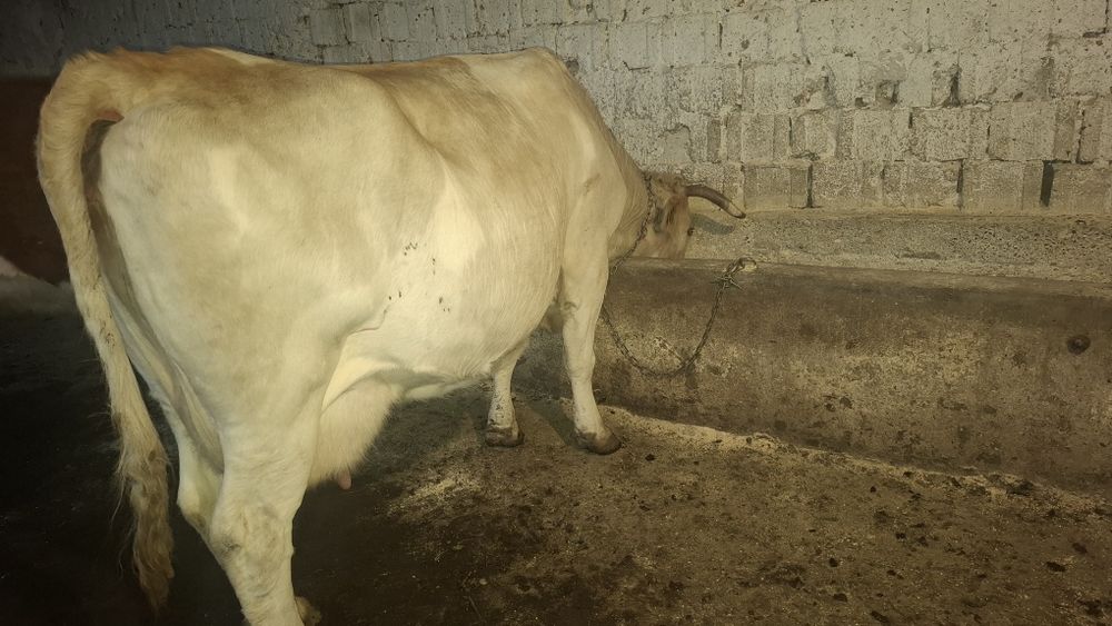 Vând vaca cu lapte