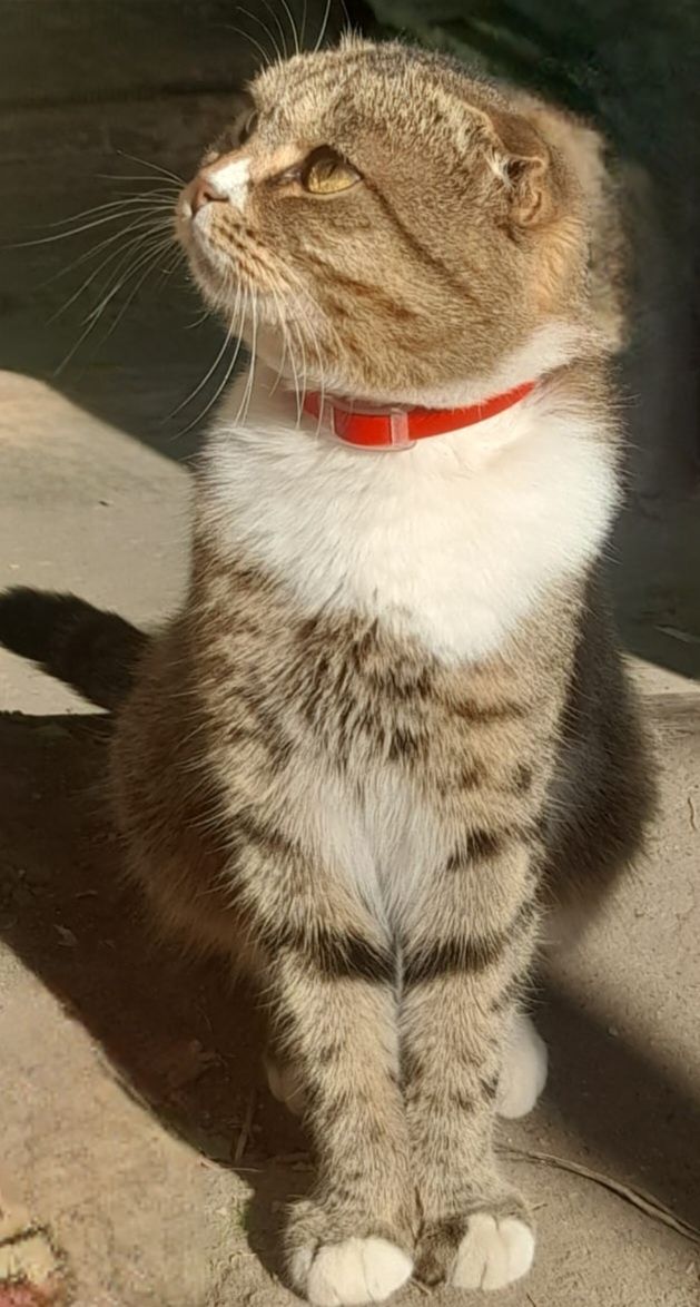 Вязка,скоттиш фолд
