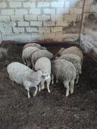 Овце/кочове/агнета