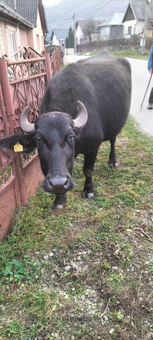 Vând bivolita de lapte