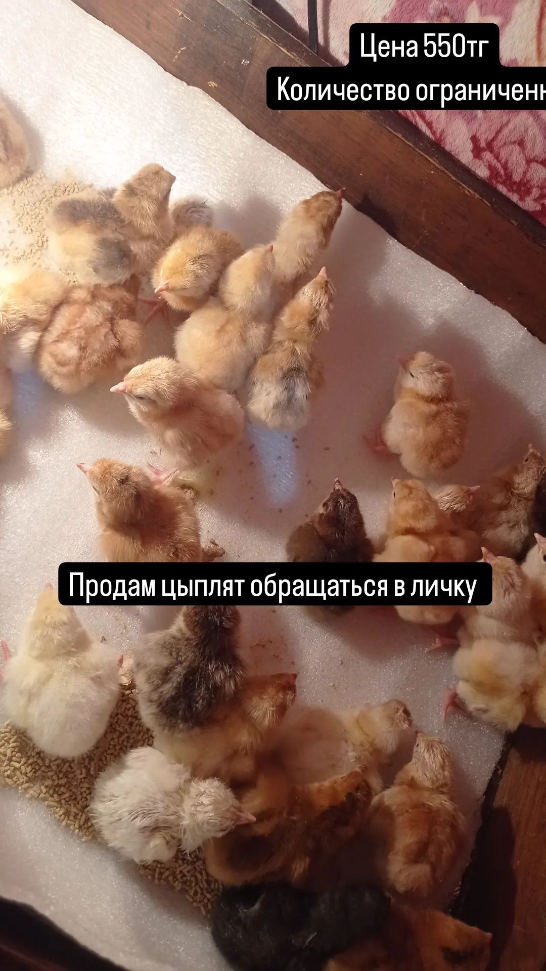 Продам цыплят порода несушка