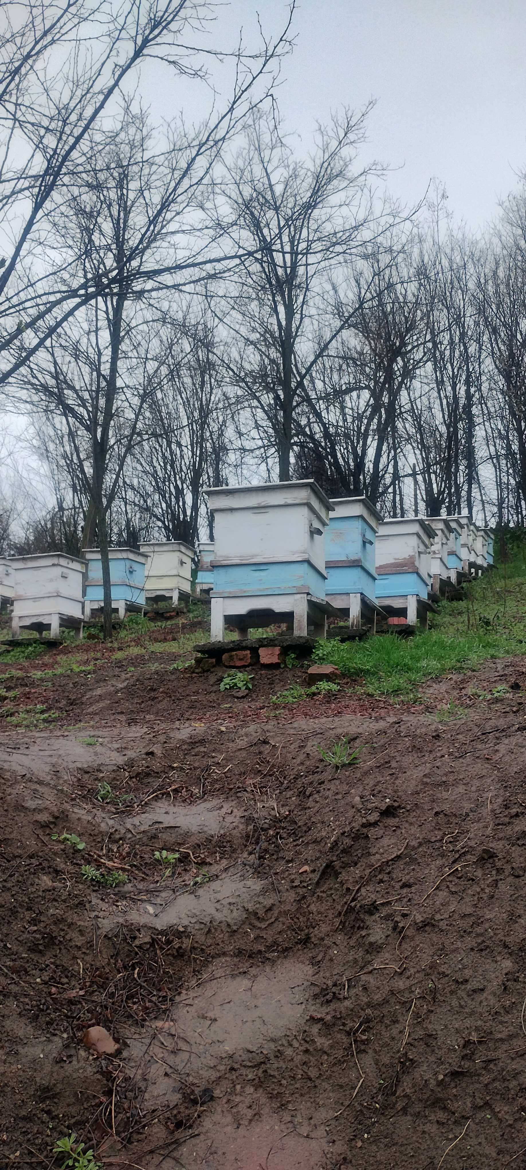 Презимували Пчелни отводки