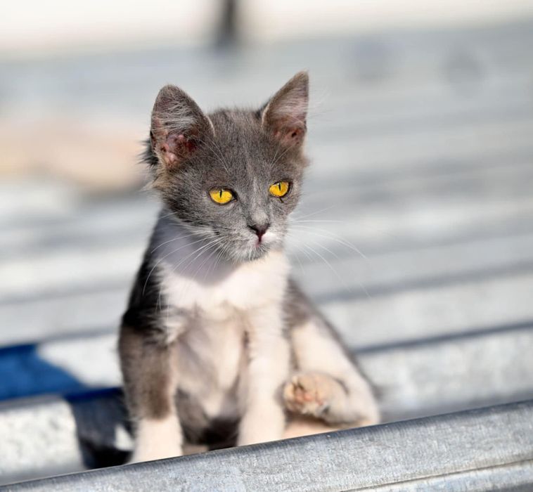 Подарявам мъжко коте в сиво и бяло на 3 месеца